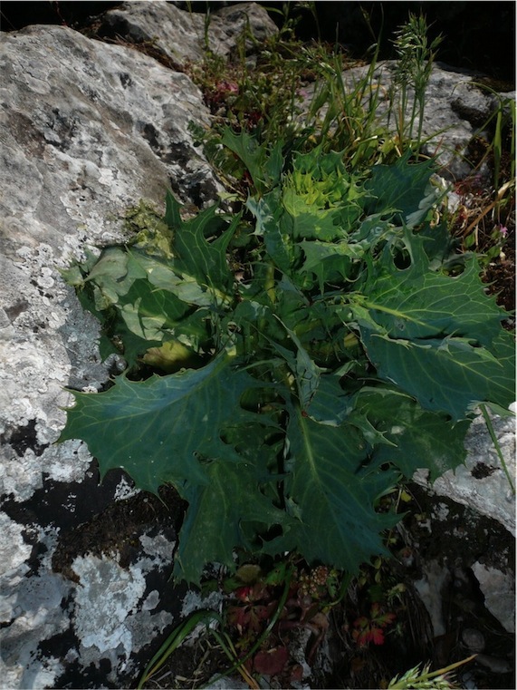 Lactuca longidentata / Lattuga del Monte Albo